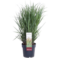 Panicum virgatum Cheyenne Sky - Ø23cm - ↕60cm - Ø23 - ↨60cm