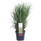 Panicum virgatum Cheyenne Sky - Ø23cm - ↕60cm - Ø23 - ↨60cm