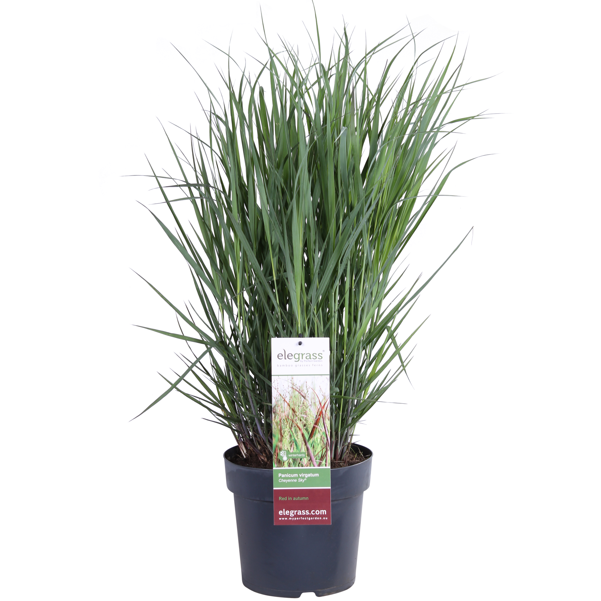 Panicum virgatum Cheyenne Sky - Ø23cm - ↕60cm - Ø23 - ↨60cm