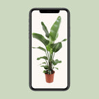 Strelitzia Nicolai 21 Cm - Ø21cm - ↕90cm