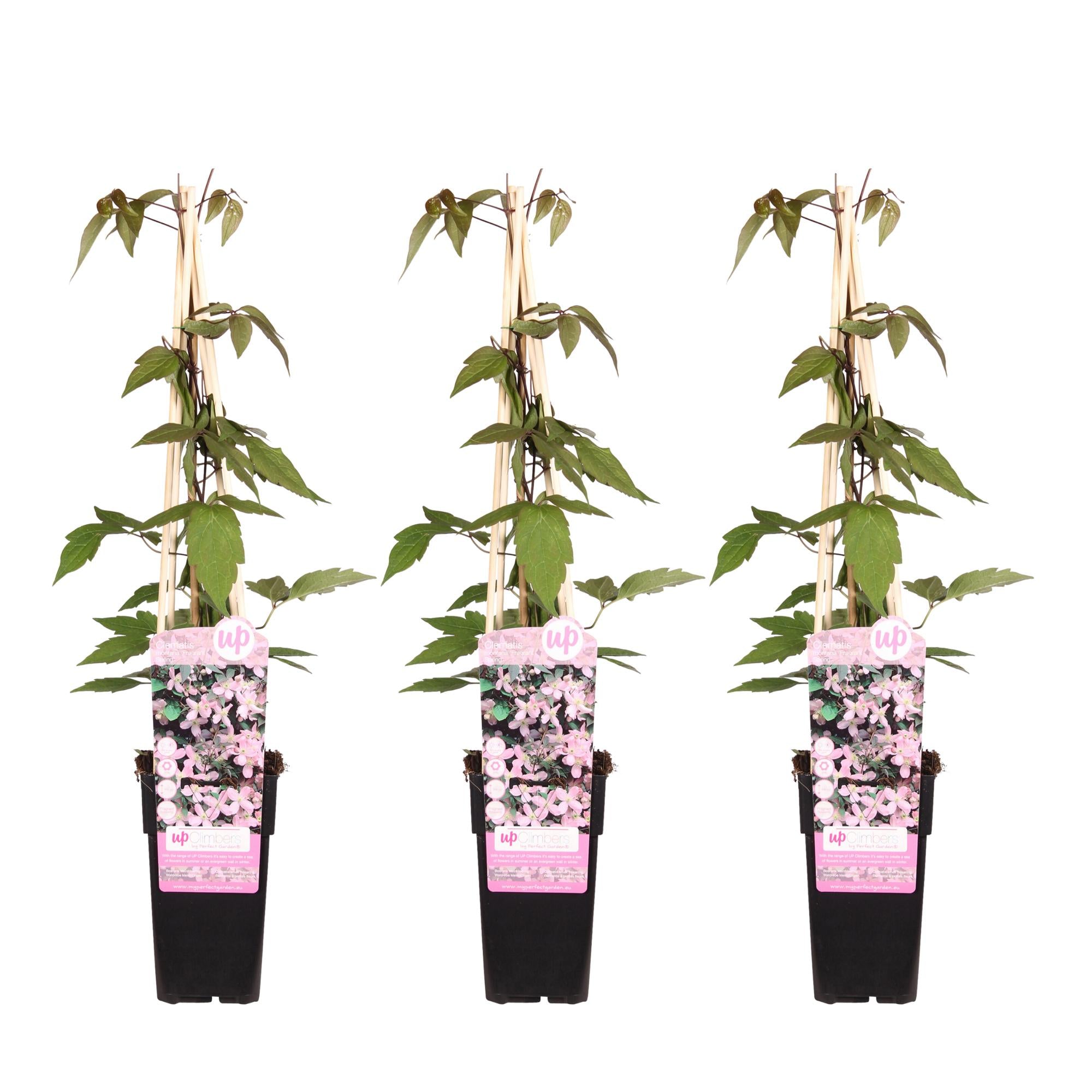 3x - Clematis Montana 'Fragrant Spring' - ↨65cm - Ø15
