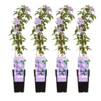 4x - Clematis Justa - ↨65cm - Ø15