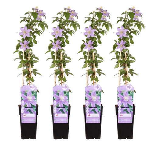 4x - Clematis Justa - ↨65cm - Ø15