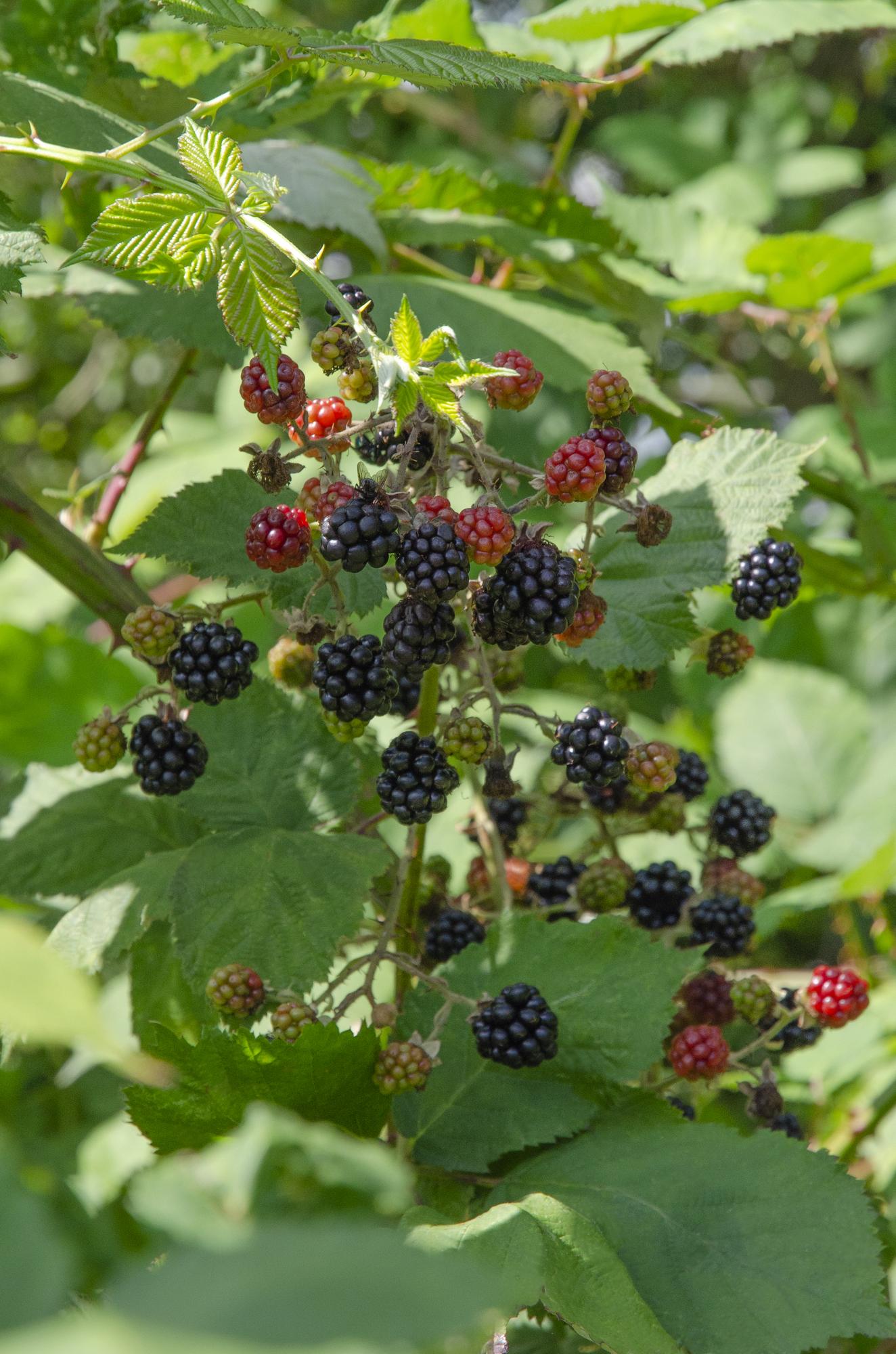 Rubus idaeus Lochness - Bramen - Ø13cm - ↕45cm