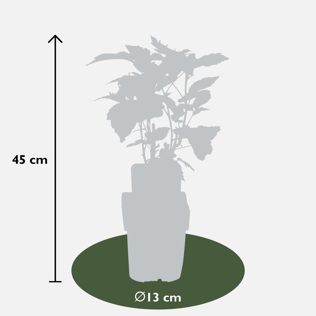 4x - Rubus id. Twotimer Mix - ↨45cm - Ø13