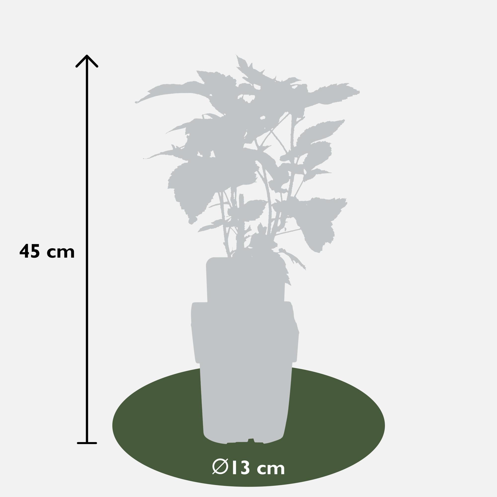 4x - Rubus id. Twotimer Mix - ↨45cm - Ø13