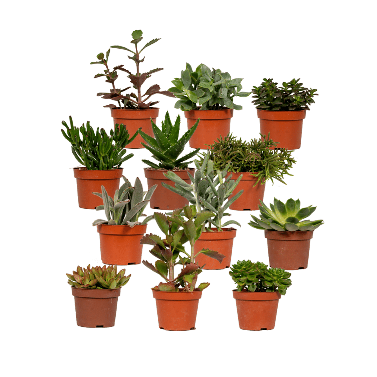 Succulenten Mix - 12 stuks - Ø10,5cm - ↕12 cm