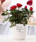Rosa Red In P&PURE Sophie Ceramics White - Ø12cm - ↕30cm