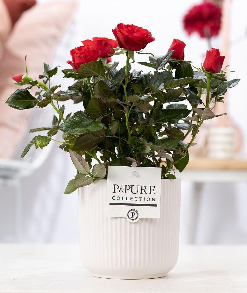 Rosa Red In P&PURE Sophie Ceramics White - Ø12cm - ↕30cm