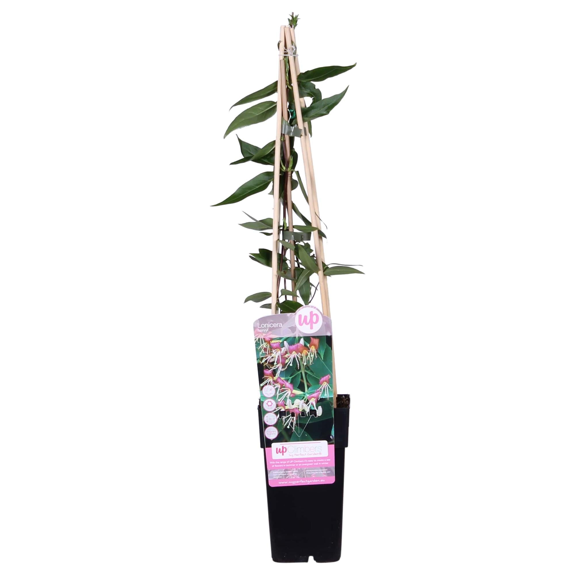 Lonicera henryi - Ø15cm - ↕65cm