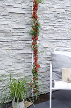 Pyracantha coccinea Red Star - Ø23cm - ↕75cm - Ø15 - ↨65cm