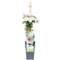 Clematis Miss Bateman - Clematis Wit - Ø15cm - ↕65cm