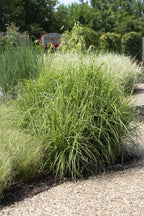 Miscanthus sinensis Strictus - Ø23cm - ↕60cm - Ø19 - ↨50cm