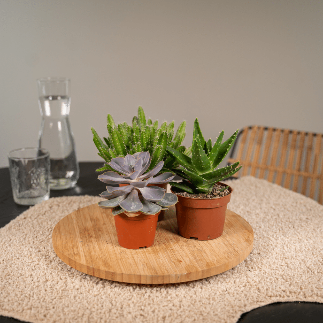 Succulenten Mix - 6 stuks - Ø10,5cm - ↕12 cm