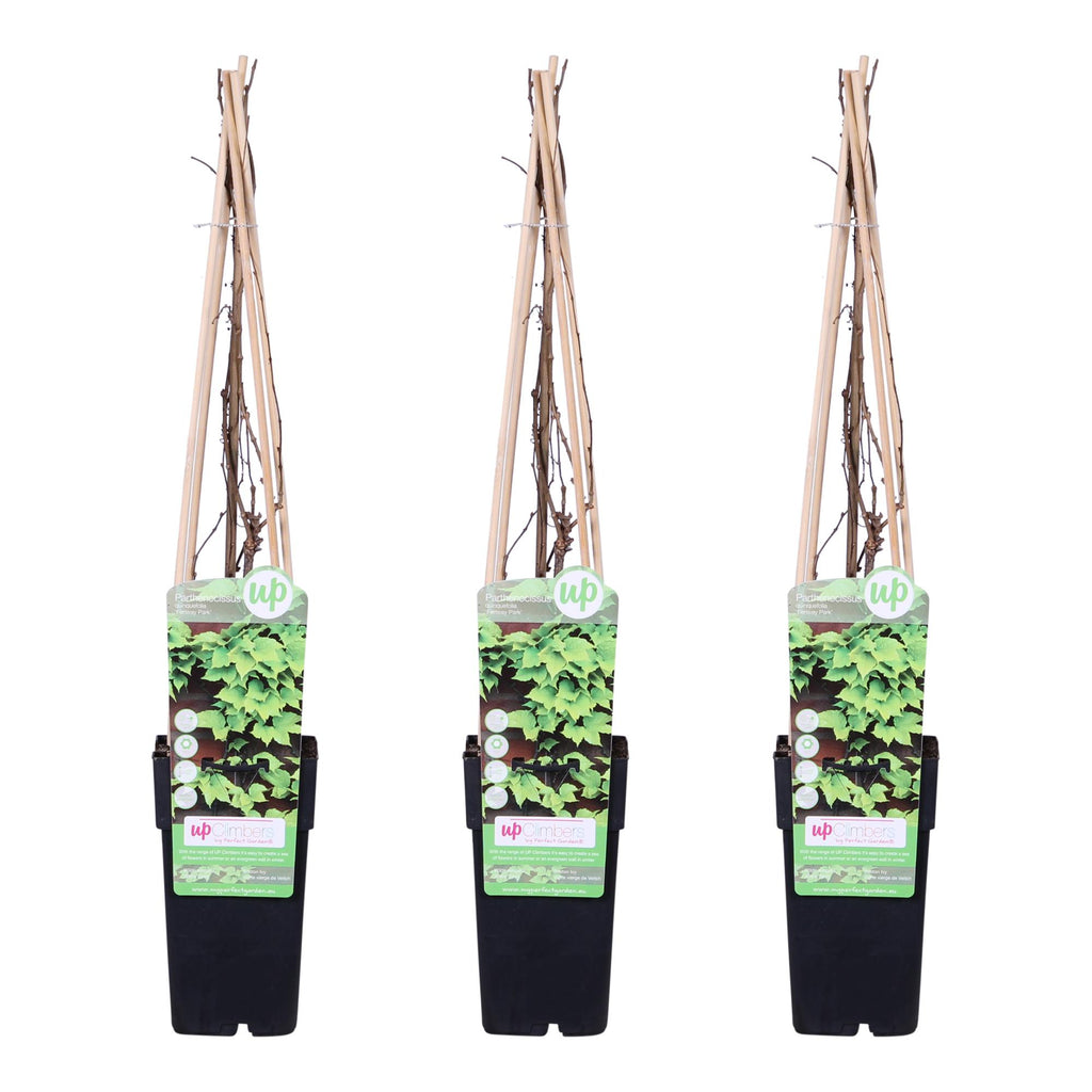 3x - Parthenocissus tricuspidata 'Veitch Boskoop' - ↨65cm - Ø15