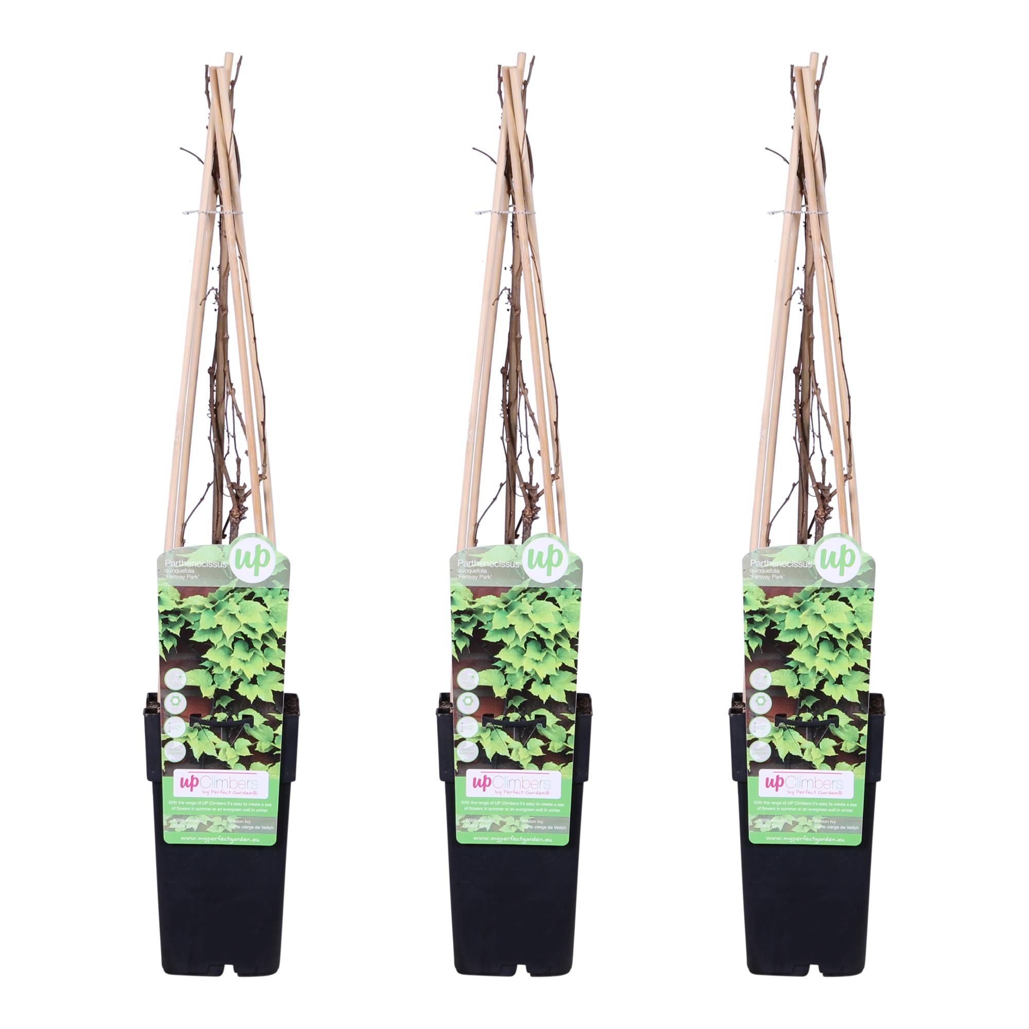 3x - Parthenocissus tricuspidata 'Veitch Boskoop' - ↨65cm - Ø15