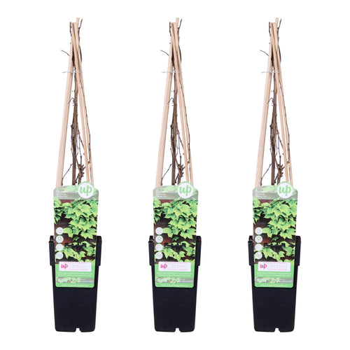 3x - Parthenocissus tricuspidata 'Veitch Boskoop' - ↨65cm - Ø15