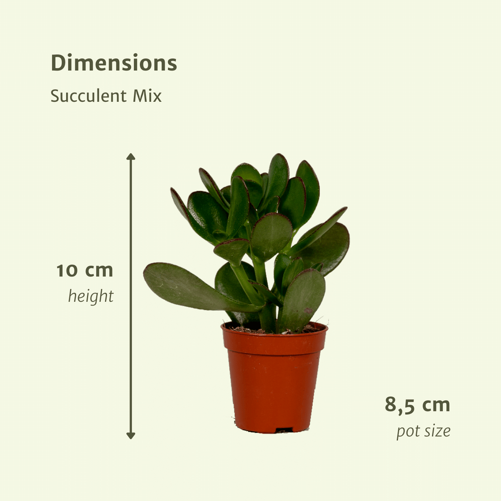Succulenten Mix - 10 cm - Ø8,5 - 9