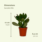 Succulenten Mix - 10 cm - Ø8,5 - 9