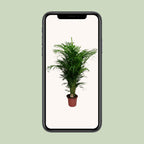 Dypsis Lutescens - Ø24cm - ↕125cm