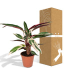 Calathea Triostar - Pauwenplant - Ø19cm - ↕70cm