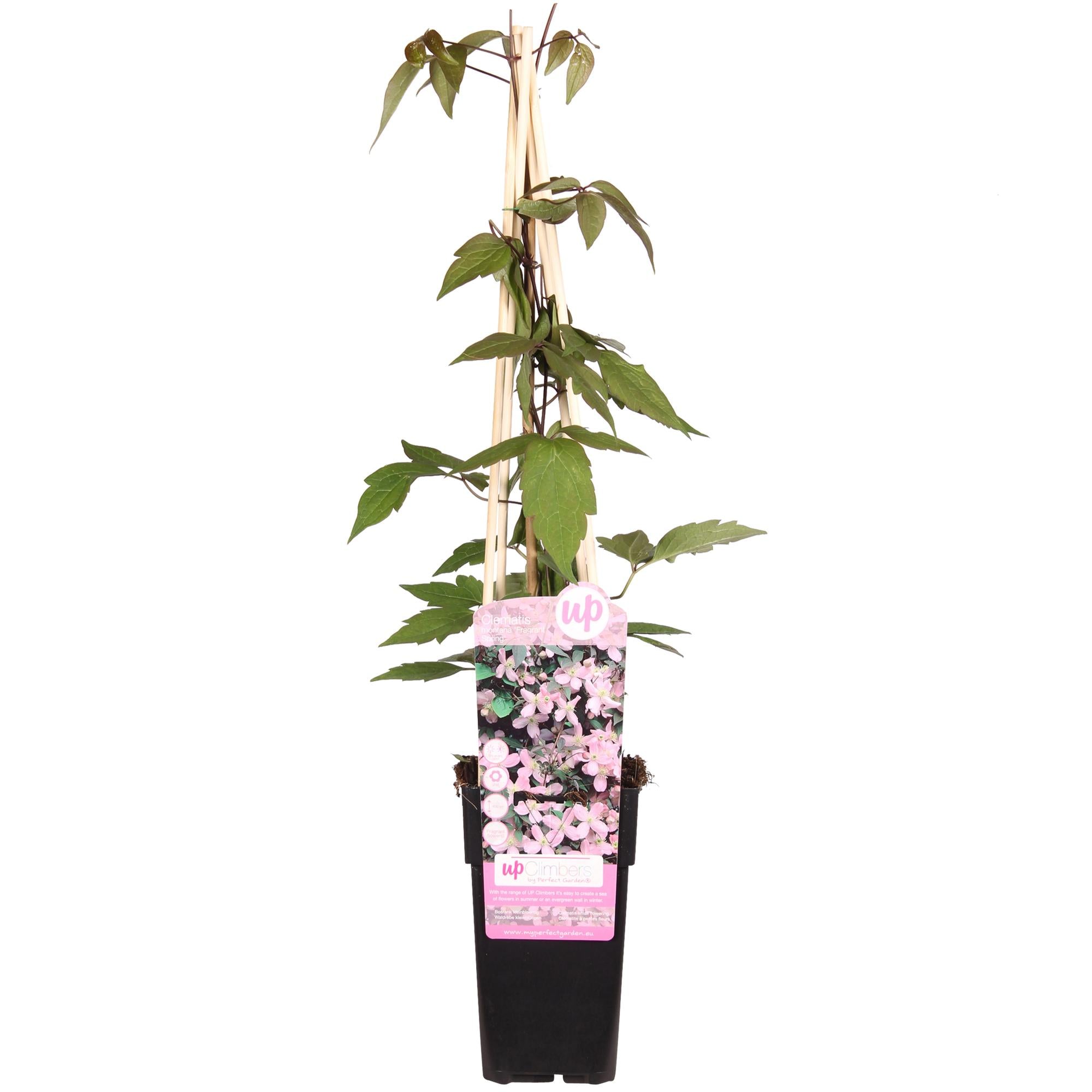 Clematis Montana 'Fragrant Spring' - ↨65cm - Ø15
