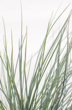 Festuca glauca Azura Blue - Ø19cm - ↕40cm - Ø19 - ↨40cm