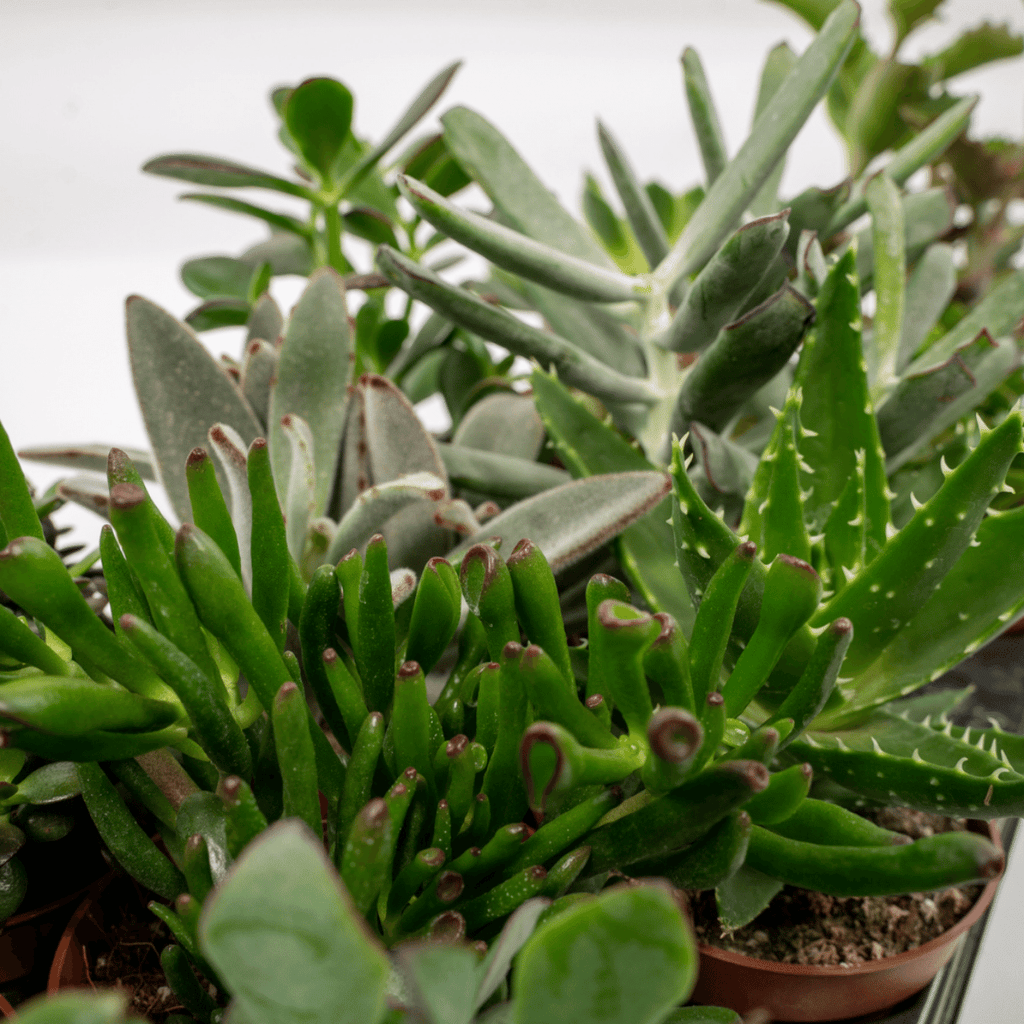 Succulenten Mix - 6 stuks - Ø10,5cm - ↕12 cm