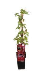 Parthenocissus tricuspidata 'Veitch Boskoop' - Ø15cm - ↕65cm