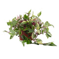 Tradescantia Quadricolor - Pink Pampas 12cm - Ø12cm - ↕17cm