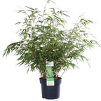 Fargesia rufa - Niet woekerende bamboe - Ø19 - ↨50-60cm