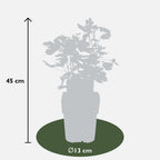2x - Ribes EasycrispÂ® 'Lady Sun' - ↨45cm - Ø13