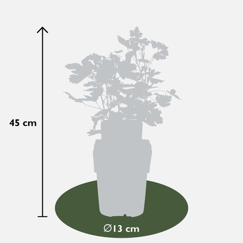 2x - Ribes EasycrispÂ® 'Lady Sun' - ↨45cm - Ø13