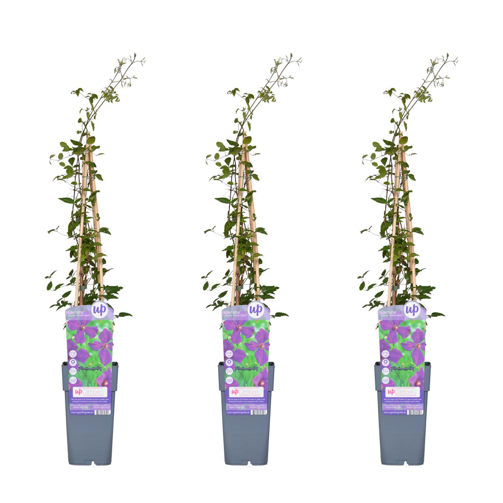3x - Clematis Viticella 'Polish Spirit' - ↨65cm - Ø15
