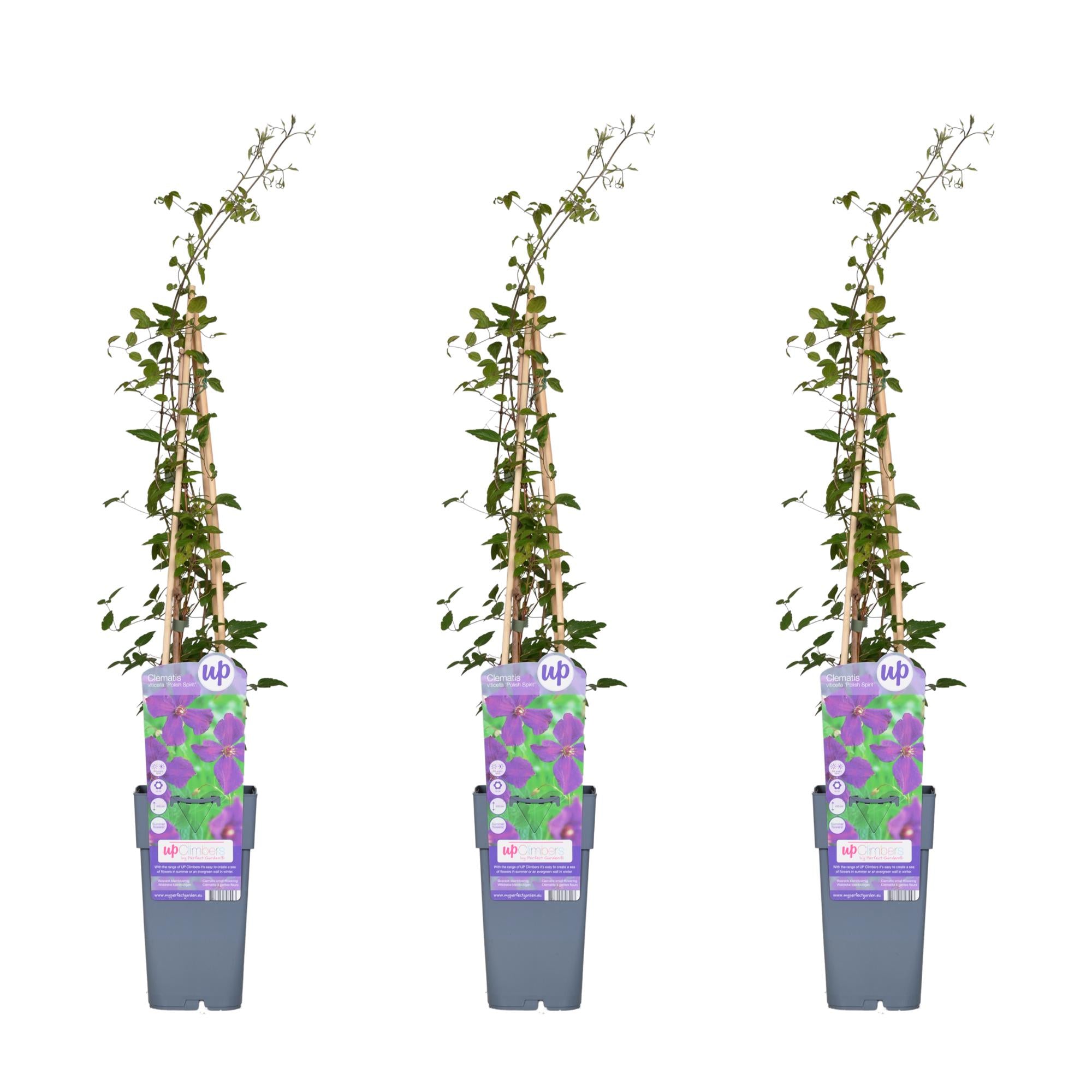 3x - Clematis Viticella 'Polish Spirit' - ↨65cm - Ø15