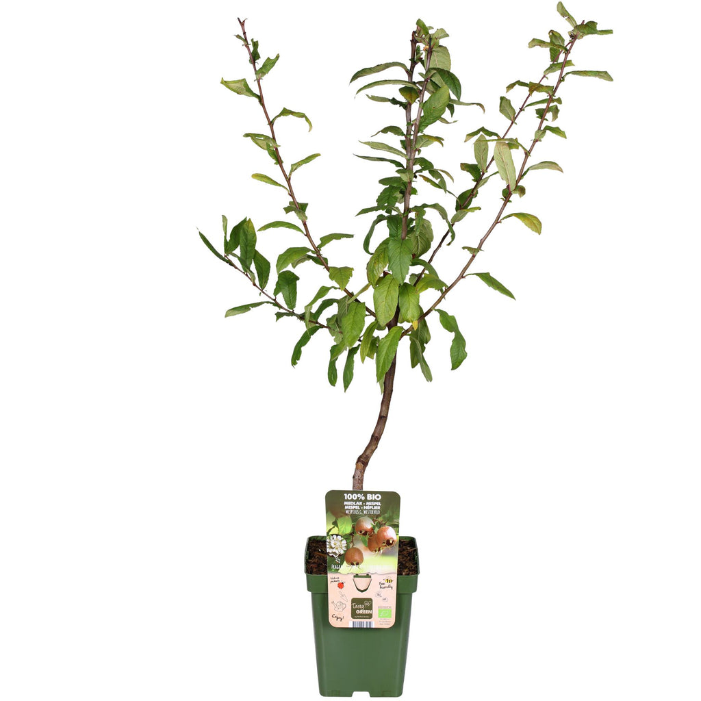 Mespilus germanica 'Westerfield' - Ø23cm - ↕120cm
