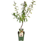 Mespilus germanica 'Westerfield' - Ø23cm - ↕120cm