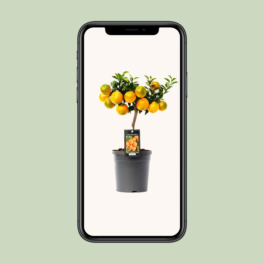 Citrus Mandarin - Ø16cm - ↕45cm