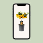 Citrus Mandarin - Ø16cm - ↕45cm