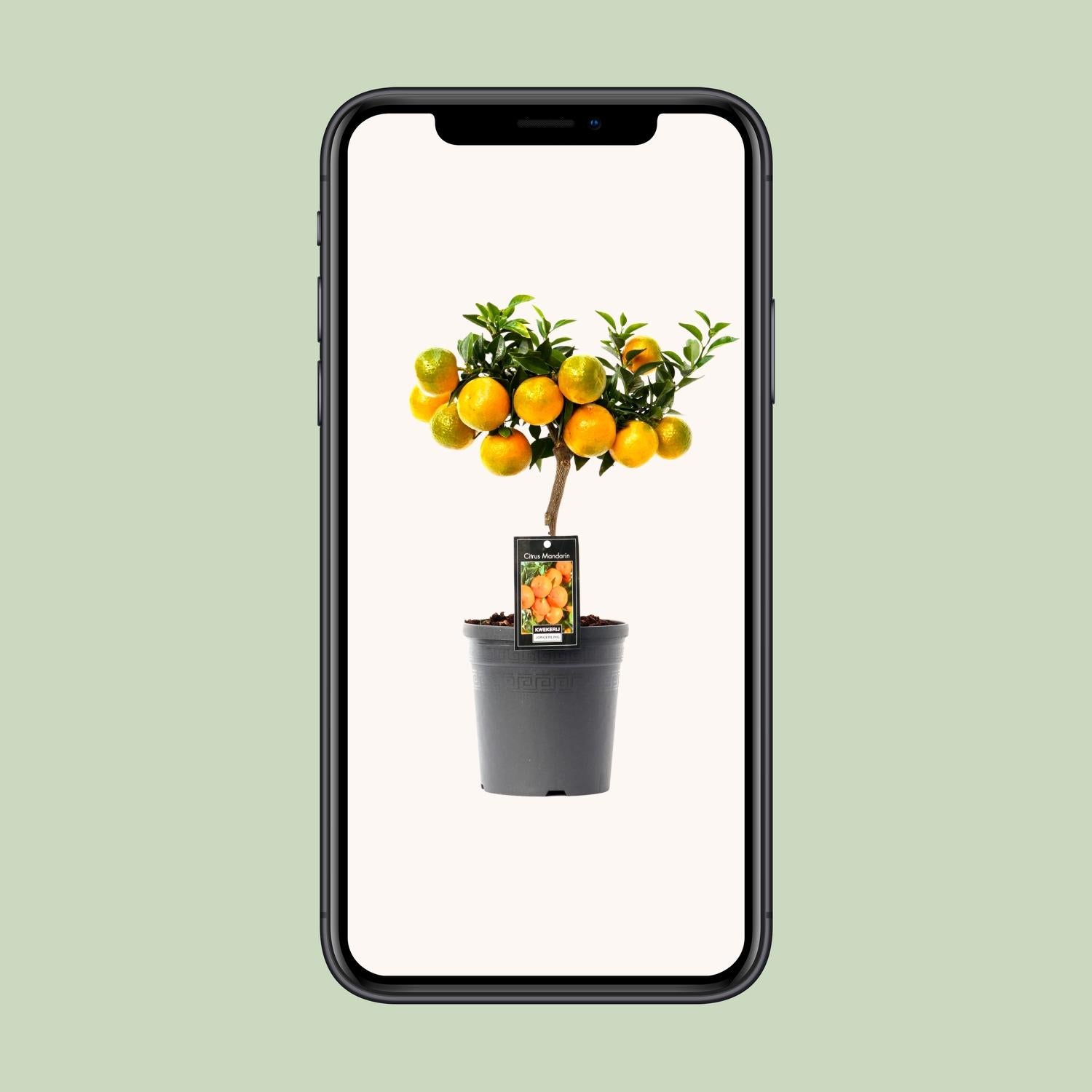 Citrus Mandarin - Ø16cm - ↕45cm