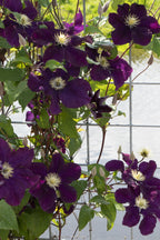 4x - Clematis Warszawska Nike - ↨65cm - Ø15