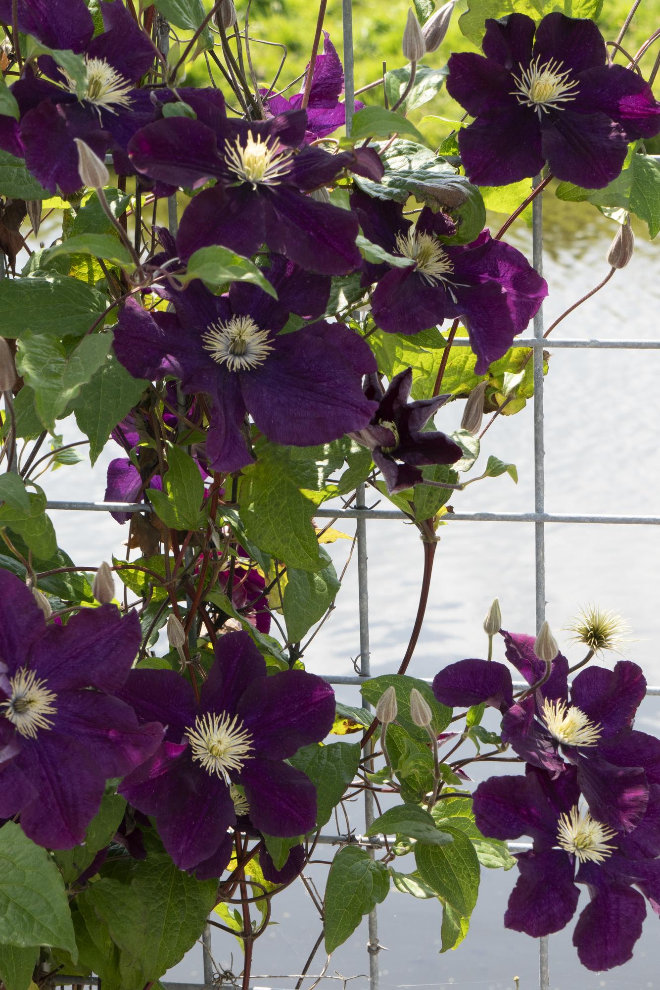 4x - Clematis Warszawska Nike - ↨65cm - Ø15