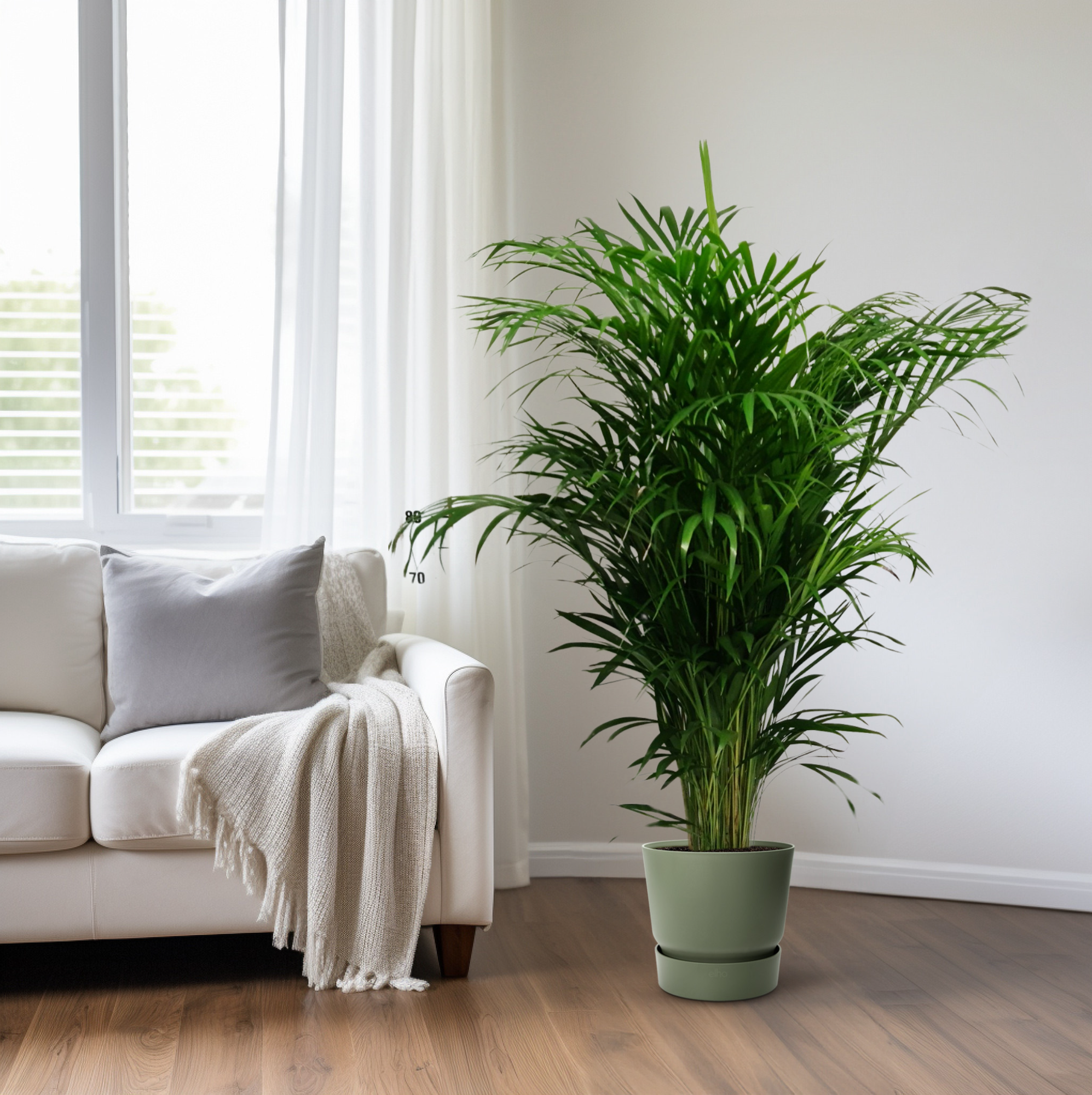 Dypsis Lutescens - Ø24cm - ↕125cm
