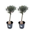 Lavandula Angustifolia Stam - 2 stuks - Ø14cm - ↕45cm