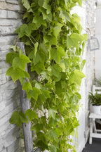 Parthenocissus tricuspidata 'Fenway Park' - Geel-groene Wilde Wingerd - Ø15cm - ↕65cm